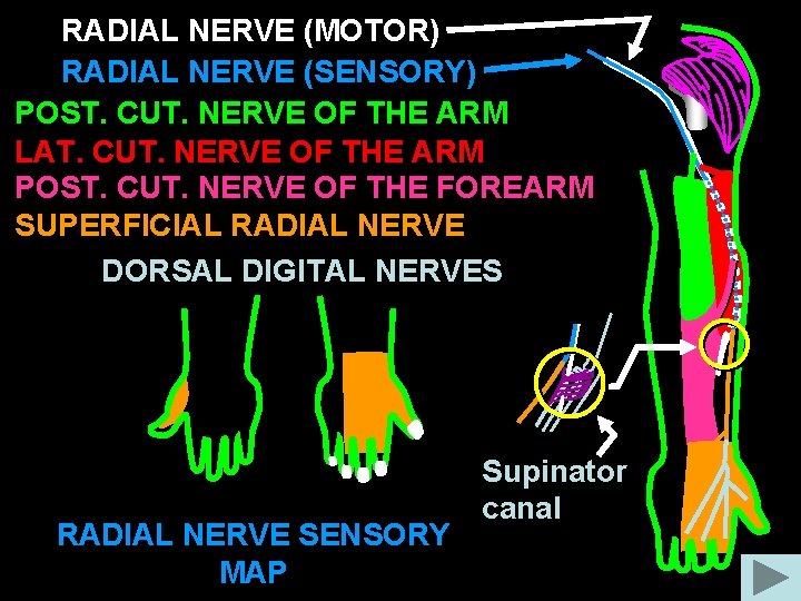 RADIAL NERVE (MOTOR) RADIAL NERVE (SENSORY) POST. CUT. NERVE OF THE ARM LAT. CUT. RADIAL NERVE (MOTOR) RADIAL NERVE (SENSORY) POST. CUT. NERVE OF THE ARM LAT. CUT.