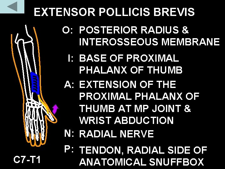 EXTENSOR POLLICIS BREVIS O: POSTERIOR RADIUS & INTEROSSEOUS MEMBRANE C 7 -T 1 I: EXTENSOR POLLICIS BREVIS O: POSTERIOR RADIUS & INTEROSSEOUS MEMBRANE C 7 -T 1 I:
