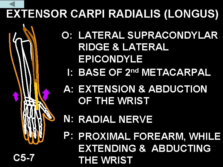 EXTENSOR CARPI RADIALIS (LONGUS) O: LATERAL SUPRACONDYLAR RIDGE & LATERAL EPICONDYLE I: BASE OF EXTENSOR CARPI RADIALIS (LONGUS) O: LATERAL SUPRACONDYLAR RIDGE & LATERAL EPICONDYLE I: BASE OF