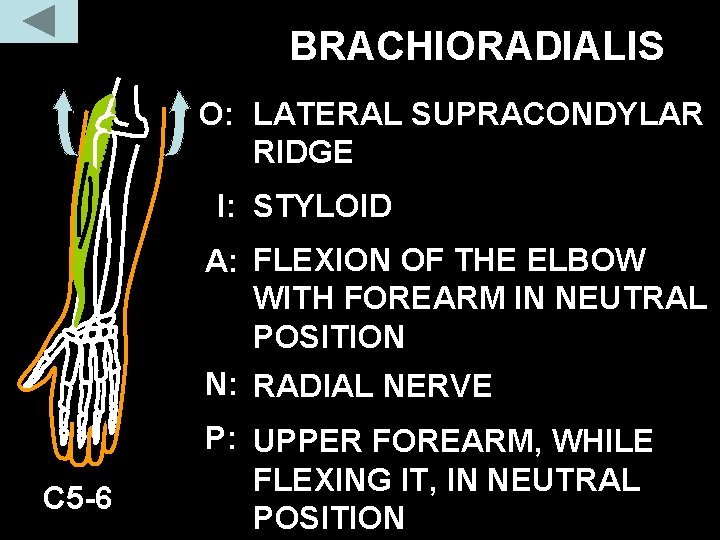 BRACHIORADIALIS O: LATERAL SUPRACONDYLAR RIDGE I: STYLOID A: FLEXION OF THE ELBOW WITH FOREARM BRACHIORADIALIS O: LATERAL SUPRACONDYLAR RIDGE I: STYLOID A: FLEXION OF THE ELBOW WITH FOREARM