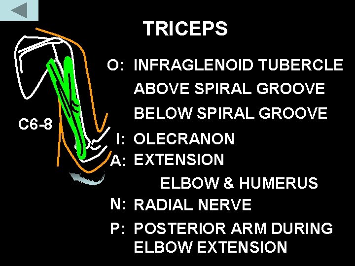 TRICEPS O: INFRAGLENOID TUBERCLE ABOVE SPIRAL GROOVE C 6 -8 BELOW SPIRAL GROOVE I: TRICEPS O: INFRAGLENOID TUBERCLE ABOVE SPIRAL GROOVE C 6 -8 BELOW SPIRAL GROOVE I: