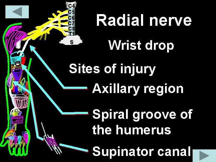 C 4 C 5 C 6 C 7 C 8 T 1 S Radial C 4 C 5 C 6 C 7 C 8 T 1 S Radial