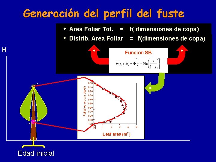 Generación del perfil del fuste • Area Foliar Tot. = f( dimensiones de copa)