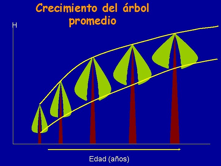 H Crecimiento del árbol promedio Edad (años) 