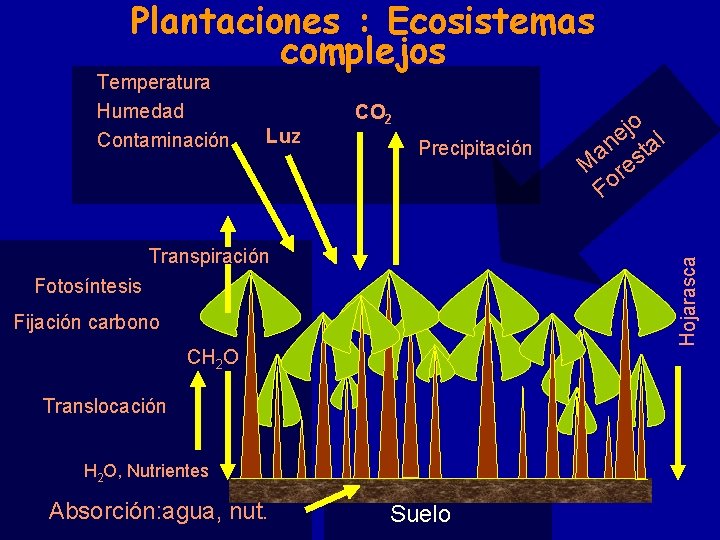 Plantaciones : Ecosistemas complejos Temperatura Humedad Contaminación Luz CO 2 Precipitación Hojarasca Transpiración Fotosíntesis