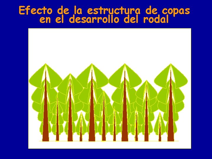 Efecto de la estructura de copas en el desarrollo del rodal 