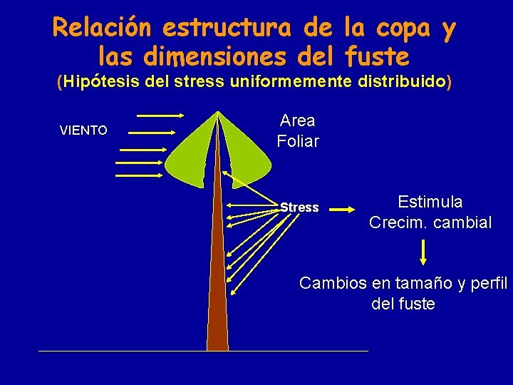 Relación estructura de la copa y las dimensiones del fuste (Hipótesis del stress uniformemente