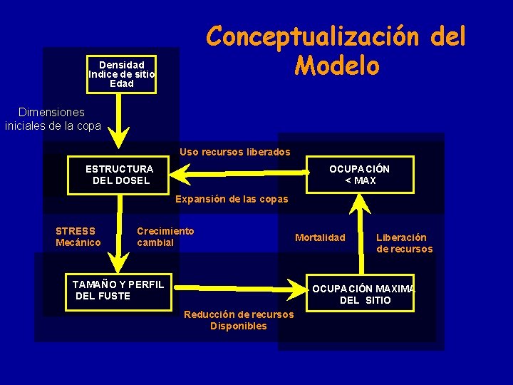 Conceptualización del Modelo Densidad Indice de sitio Edad Dimensiones iniciales de la copa Uso