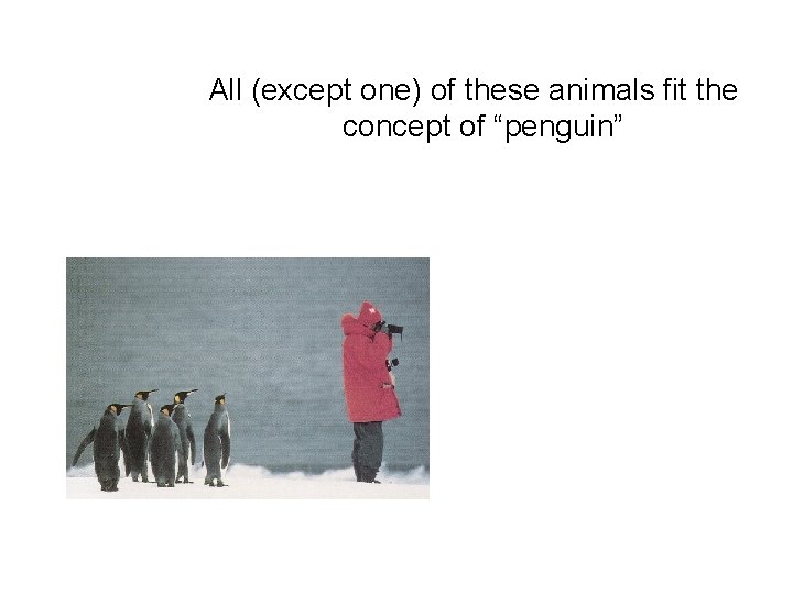 All (except one) of these animals fit the concept of “penguin” All (except one) of these animals fit the concept of “penguin”