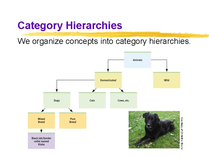 Category Hierarchies We organize concepts into category hierarchies. Courtesy of Christine Brune Category Hierarchies We organize concepts into category hierarchies. Courtesy of Christine Brune