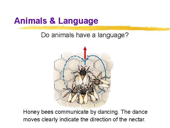 Animals & Language Do animals have a language? Honey bees communicate by dancing. The Animals & Language Do animals have a language? Honey bees communicate by dancing. The