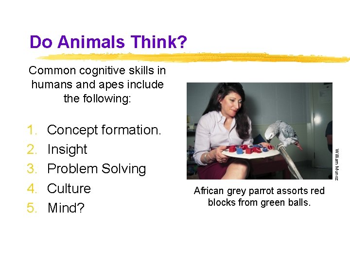 Do Animals Think? Common cognitive skills in humans and apes include the following: Concept Do Animals Think? Common cognitive skills in humans and apes include the following: Concept
