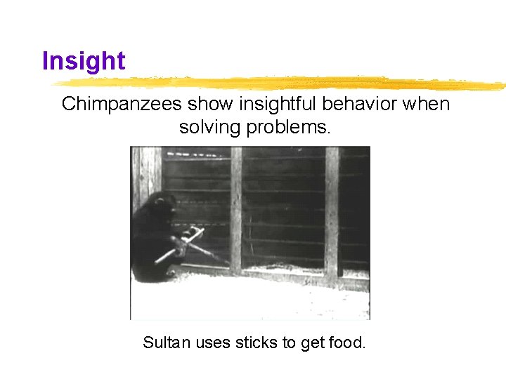 Insight Chimpanzees show insightful behavior when solving problems. Sultan uses sticks to get food. Insight Chimpanzees show insightful behavior when solving problems. Sultan uses sticks to get food.