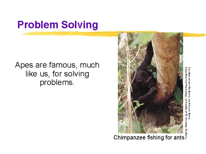 Problem Solving Courtesy of Jennifer Byrne, c/o Richard Byrne, Department of Psychology, University of Problem Solving Courtesy of Jennifer Byrne, c/o Richard Byrne, Department of Psychology, University of