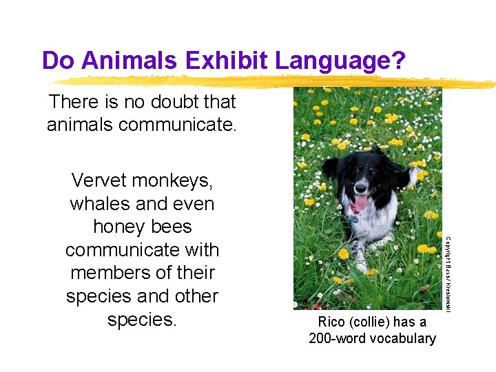 Do Animals Exhibit Language? There is no doubt that animals communicate. Copyright Baus/ Kreslowski Do Animals Exhibit Language? There is no doubt that animals communicate. Copyright Baus/ Kreslowski