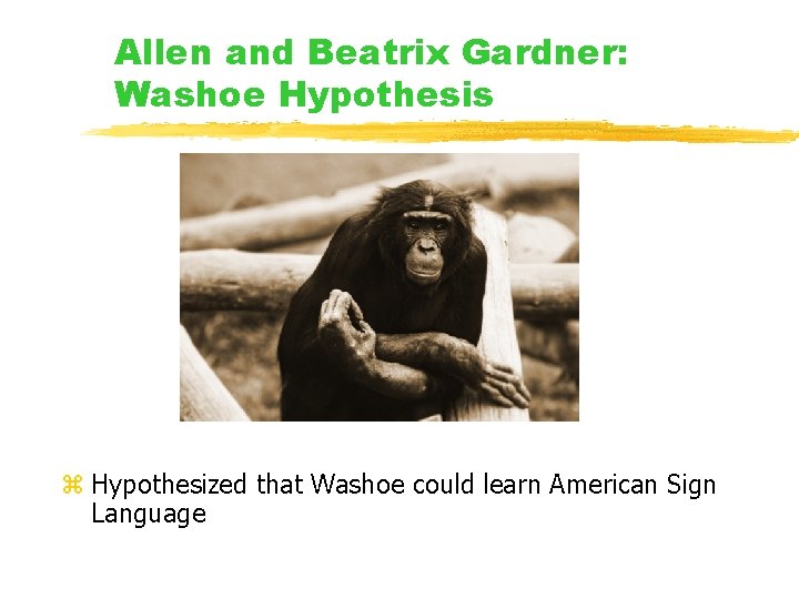 Allen and Beatrix Gardner: Washoe Hypothesis z Hypothesized that Washoe could learn American Sign Allen and Beatrix Gardner: Washoe Hypothesis z Hypothesized that Washoe could learn American Sign