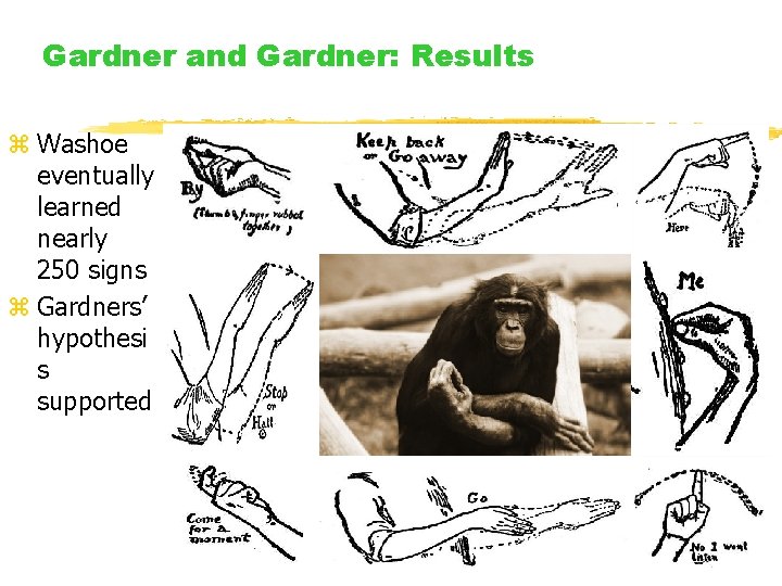 Gardner and Gardner: Results z Washoe eventually learned nearly 250 signs z Gardners’ hypothesi Gardner and Gardner: Results z Washoe eventually learned nearly 250 signs z Gardners’ hypothesi