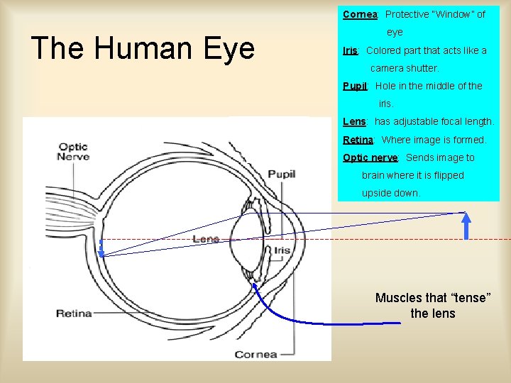 Cornea: Protective “Window” of The Human Eye eye Iris: Colored part that acts like