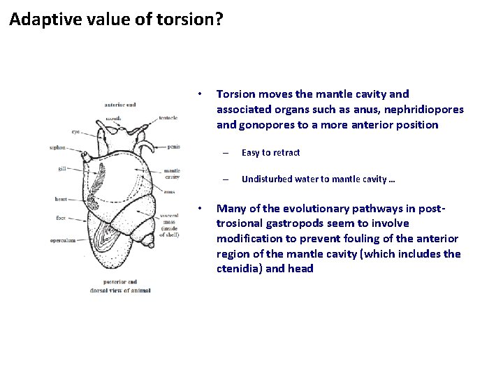 Adaptive value of torsion? • • Torsion moves the mantle cavity and associated organs