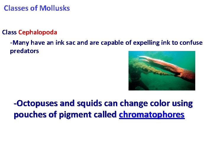 Classes of Mollusks Class Cephalopoda -Many have an ink sac and are capable of