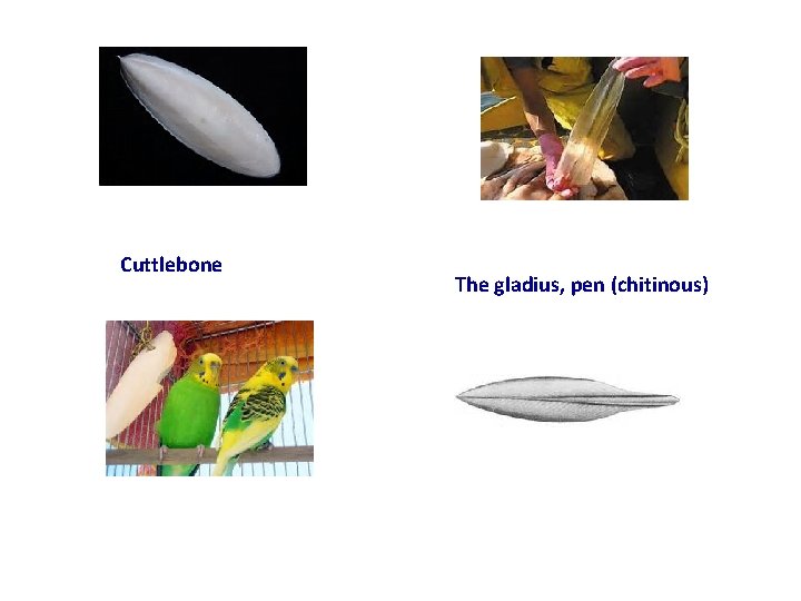 Cuttlebone The gladius, pen (chitinous) 
