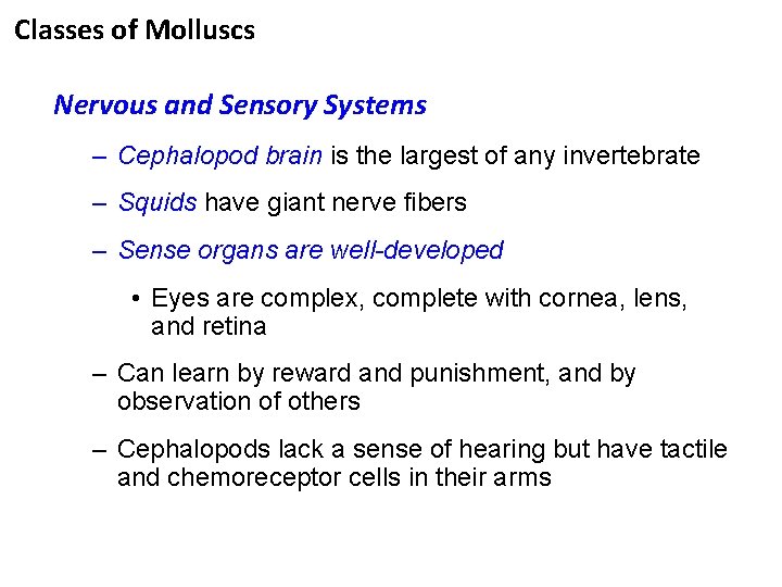 Classes of Molluscs Nervous and Sensory Systems – Cephalopod brain is the largest of