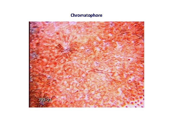 Chromatophore 