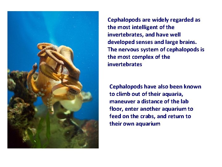 Cephalopods are widely regarded as the most intelligent of the invertebrates, and have well