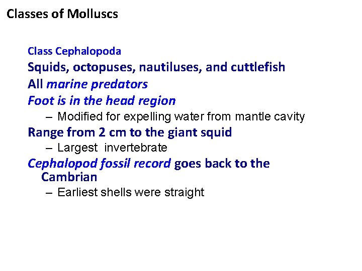 Classes of Molluscs Class Cephalopoda Squids, octopuses, nautiluses, and cuttlefish All marine predators Foot