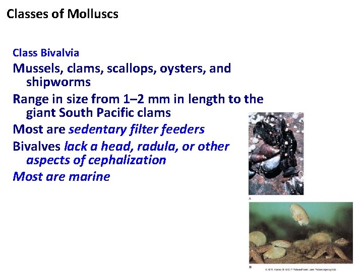 Classes of Molluscs Class Bivalvia Mussels, clams, scallops, oysters, and shipworms Range in size
