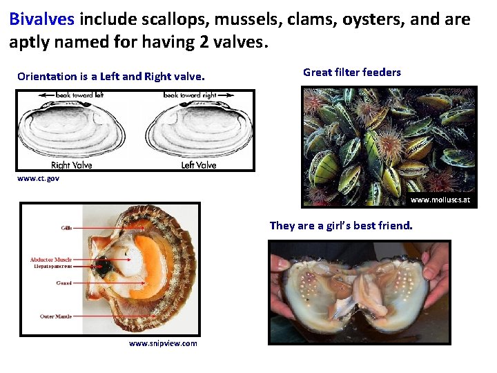 Bivalves include scallops, mussels, clams, oysters, and are aptly named for having 2 valves.