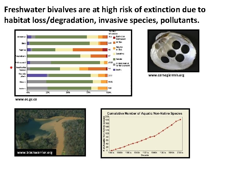 Freshwater bivalves are at high risk of extinction due to habitat loss/degradation, invasive species,