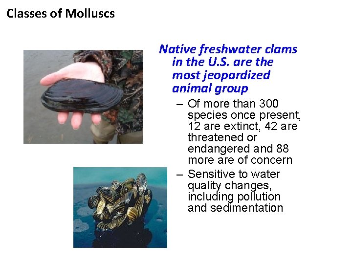 Classes of Molluscs Native freshwater clams in the U. S. are the most jeopardized