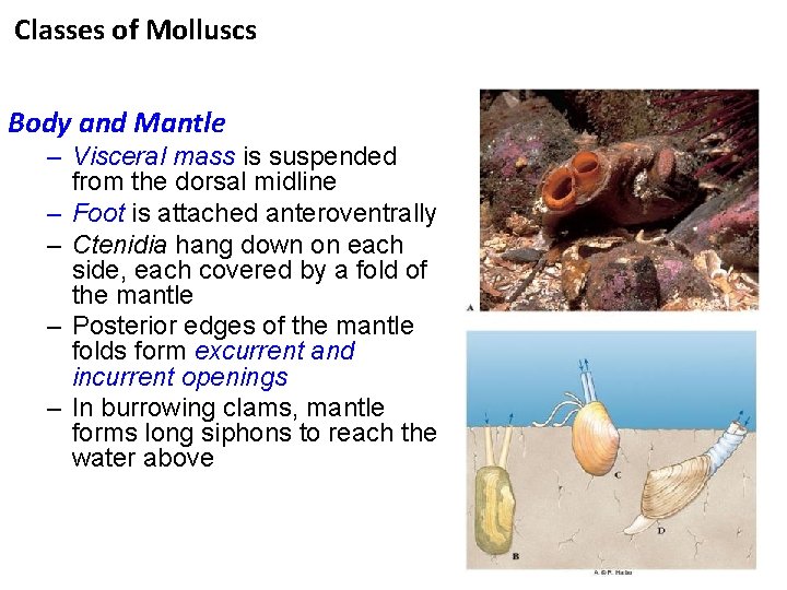 Classes of Molluscs Body and Mantle – Visceral mass is suspended from the dorsal