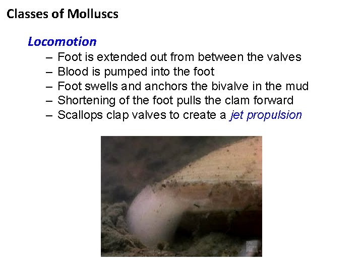 Classes of Molluscs Locomotion – – – Foot is extended out from between the