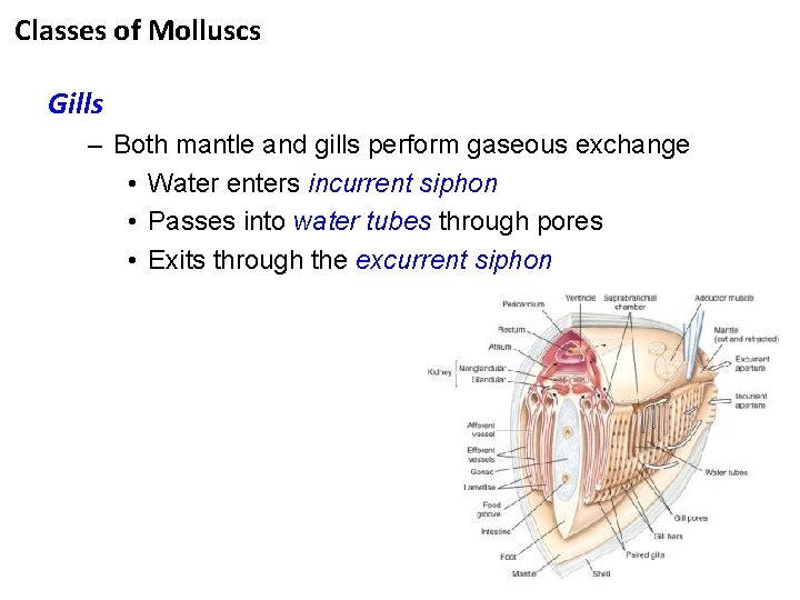 Classes of Molluscs Gills – Both mantle and gills perform gaseous exchange • Water