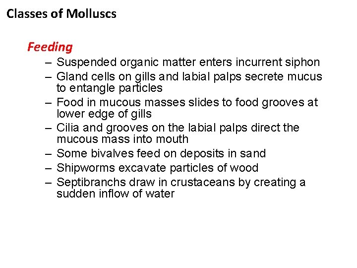 Classes of Molluscs Feeding – Suspended organic matter enters incurrent siphon – Gland cells