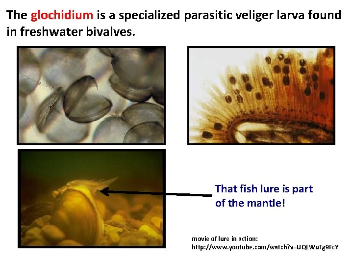 The glochidium is a specialized parasitic veliger larva found in freshwater bivalves. www. research.