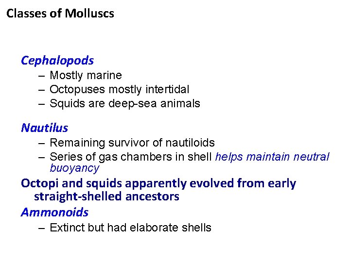 Classes of Molluscs Cephalopods – Mostly marine – Octopuses mostly intertidal – Squids are