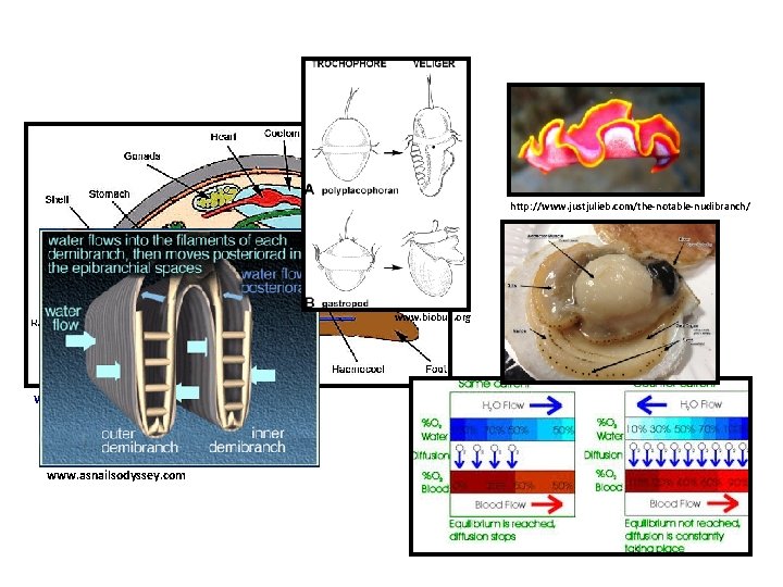 http: //www. justjulieb. com/the-notable-nudibranch/ www. biobull. org www. mesa. edu. au www. asnailsodyssey. com