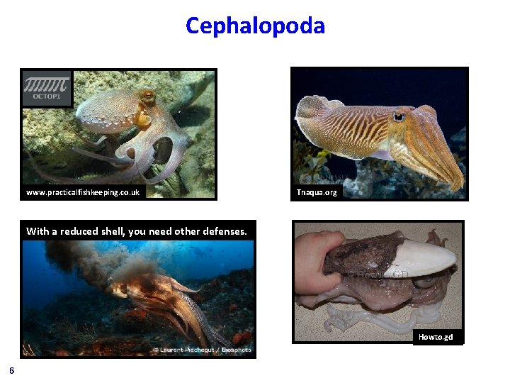 Cephalopoda www. practicalfishkeeping. co. uk Tnaqua. org With a reduced shell, you need other