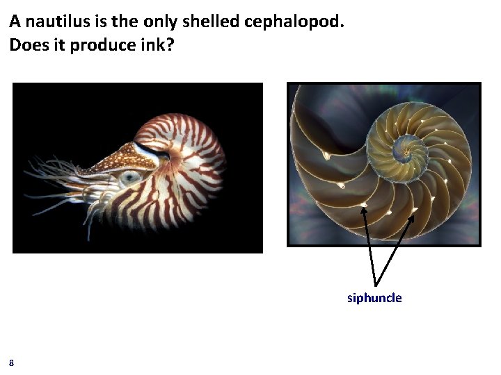 A nautilus is the only shelled cephalopod. Does it produce ink? siphuncle 8 