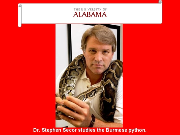 Dr. Stephen Secor studies the Burmese python. 