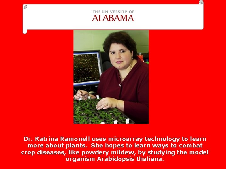 Dr. Katrina Ramonell uses microarray technology to learn more about plants. She hopes to