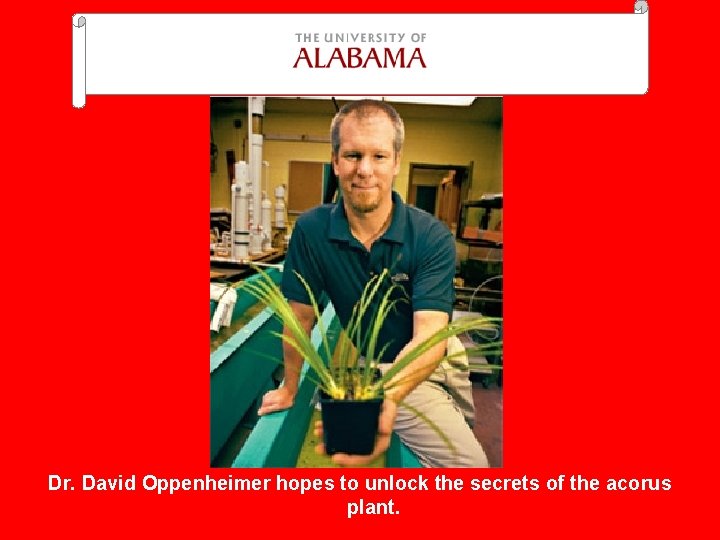 Dr. David Oppenheimer hopes to unlock the secrets of the acorus plant. 