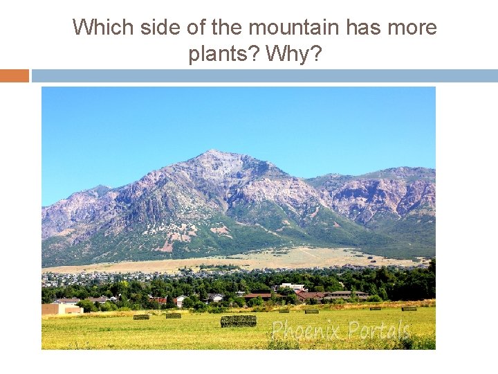 Which side of the mountain has more plants? Why? 