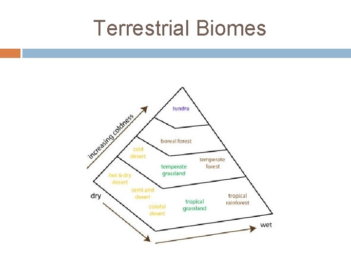 Terrestrial Biomes 