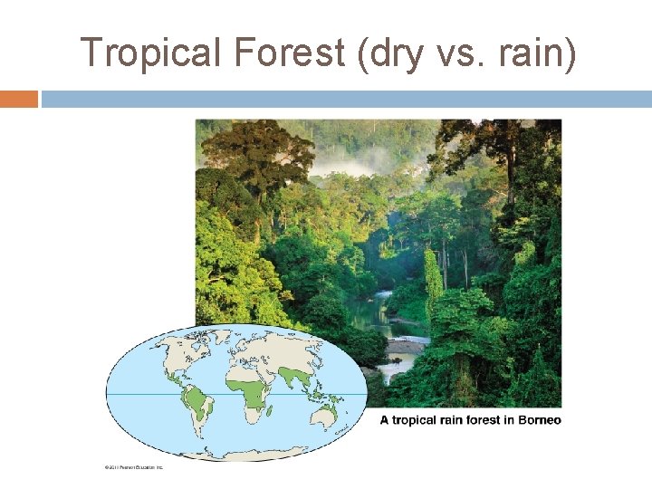 Tropical Forest (dry vs. rain) 