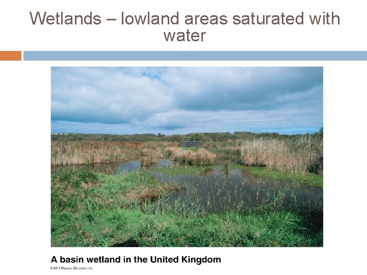 Wetlands – lowland areas saturated with water 