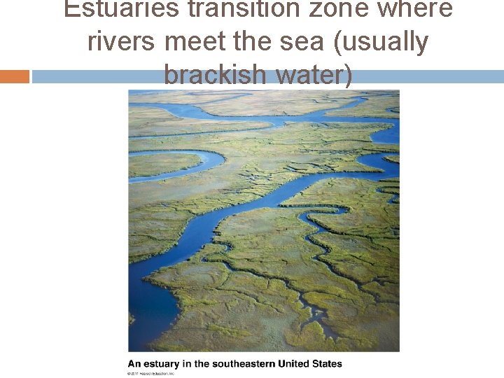 Estuaries transition zone where rivers meet the sea (usually brackish water) 